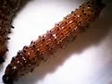 Western Red-humped Caterpillar - Hodges#8010.1