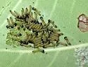 Western Red-humped Caterpillar - Hodges#8010.1 - photo 2