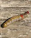 Western Red-humped Caterpillar - Hodges#8010.1 - photo 5