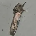 Red-washed Prominent - Hodges#8012
