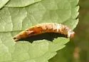 Red-washed Prominent - Hodges#8012 - photo 2