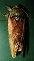 Red-washed Prominent - Hodges#8012 - photo 4