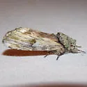 Red-washed Prominent - Hodges#8012 - photo 5