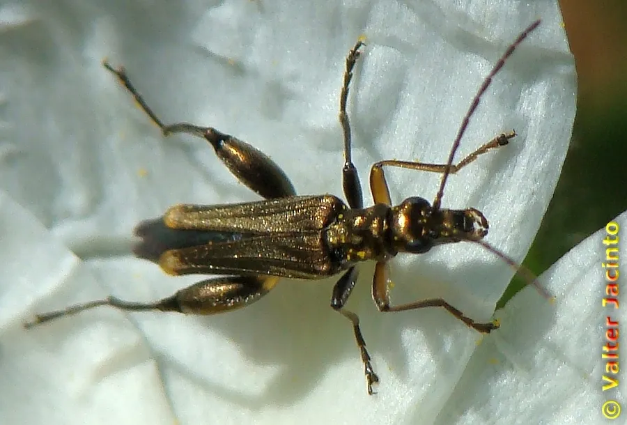 Oedemera barbara - photo 3