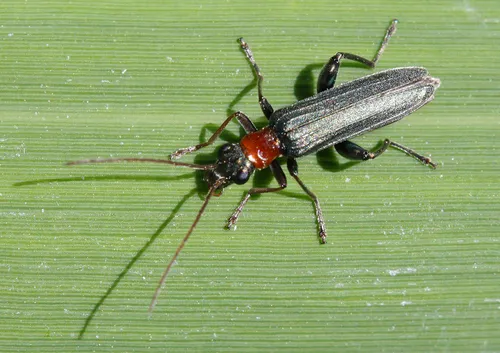 Oedemera croceicollis