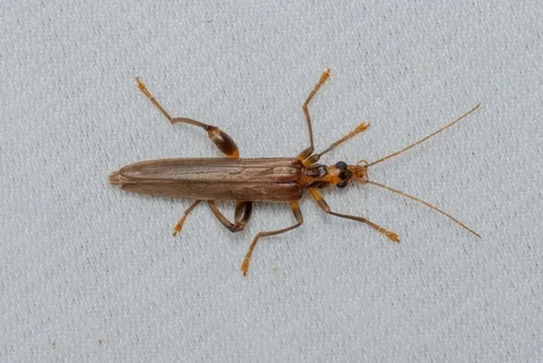 Oedemera femoralis