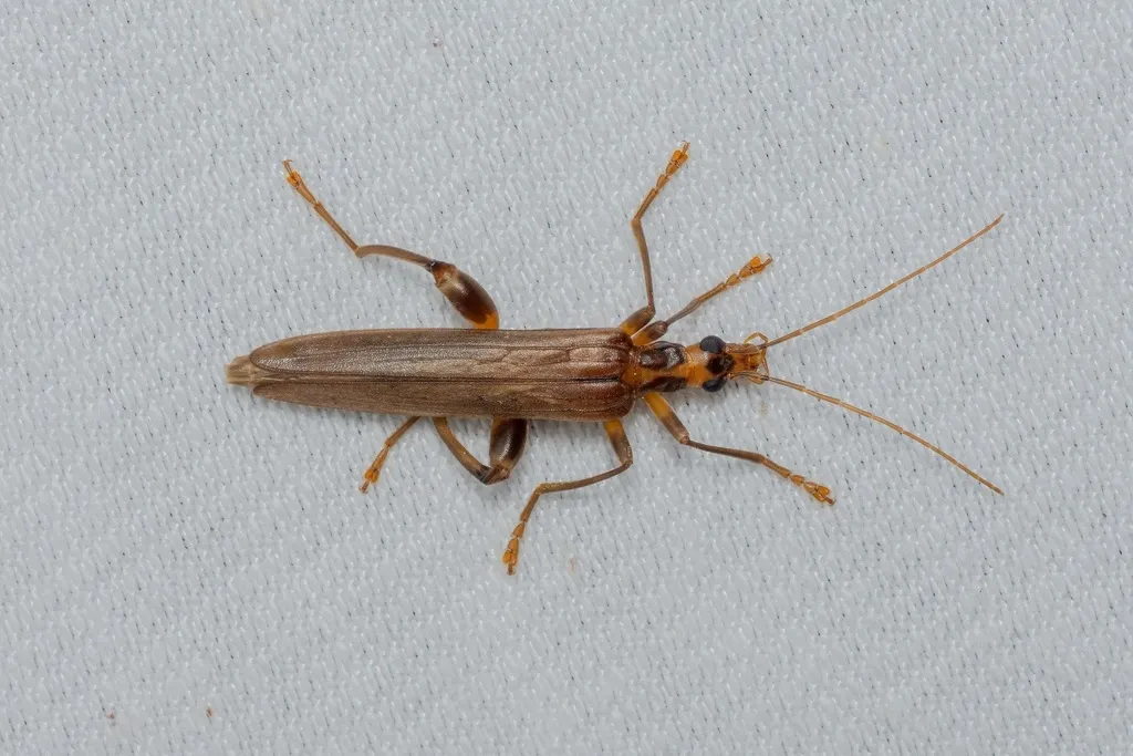 Oedemera femoralis - photo 2