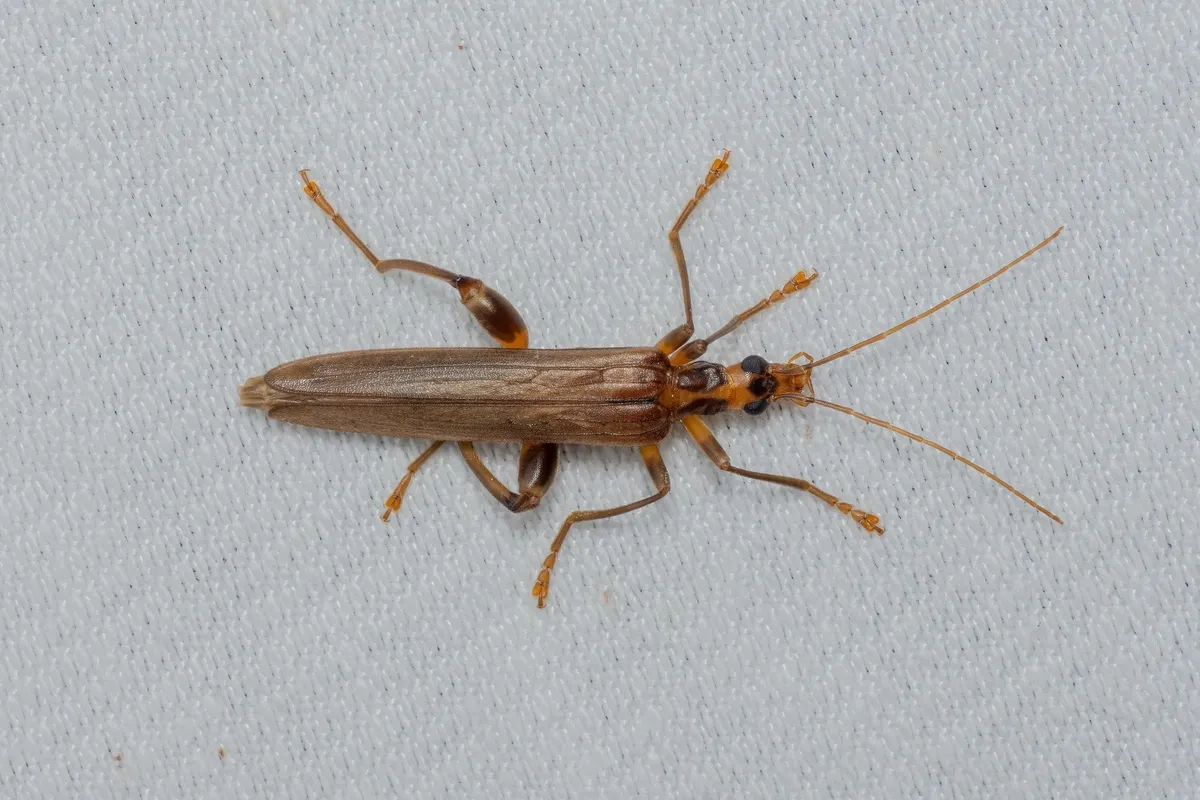 Oedemera femoralis - photo 3