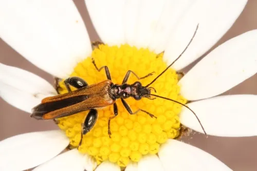 Oedemera femorata
