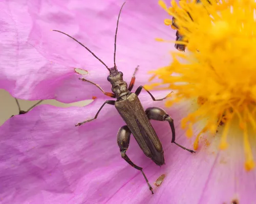 Yellow-legged Thick-legged Flower Beetle