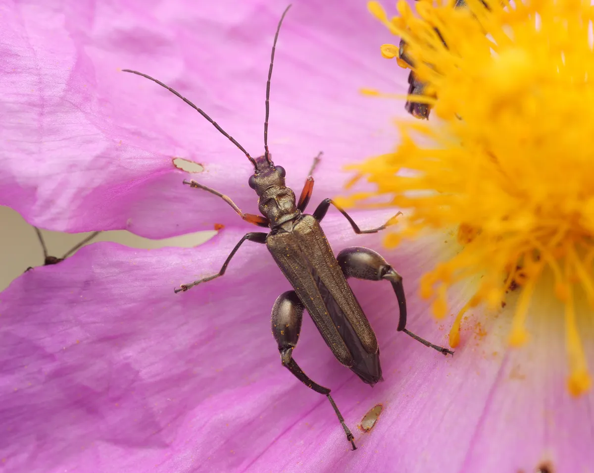 Yellow-legged Thick-legged Flower Beetle - photo 3