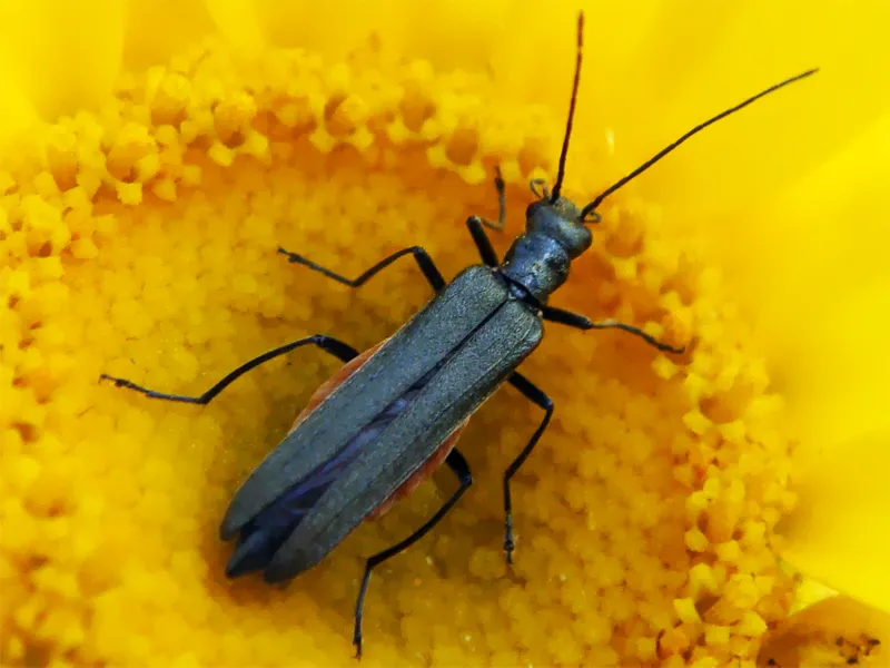 Oedemera lurida - photo 2