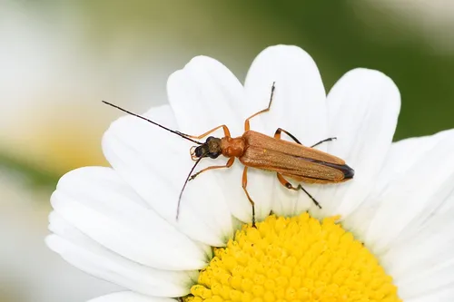 Oedemera podagrariae