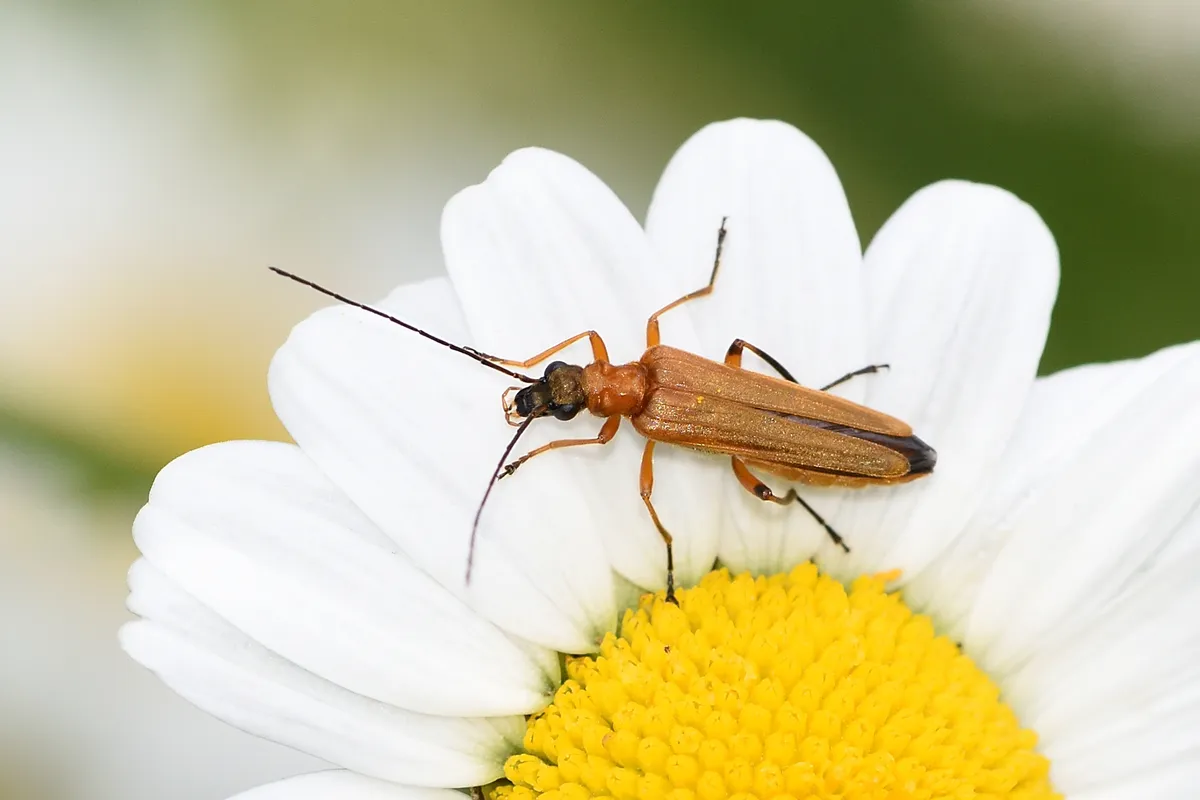 Oedemera podagrariae - photo 3
