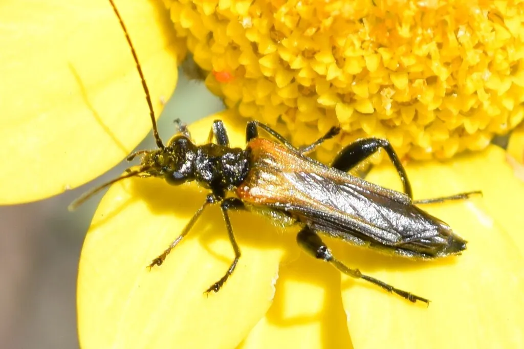 Oedemera simplex - photo 2