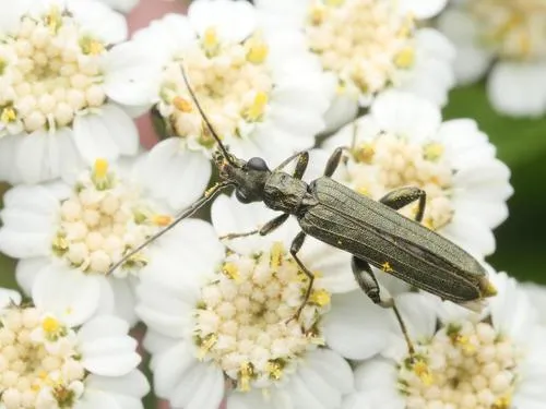 Oedemera virescens