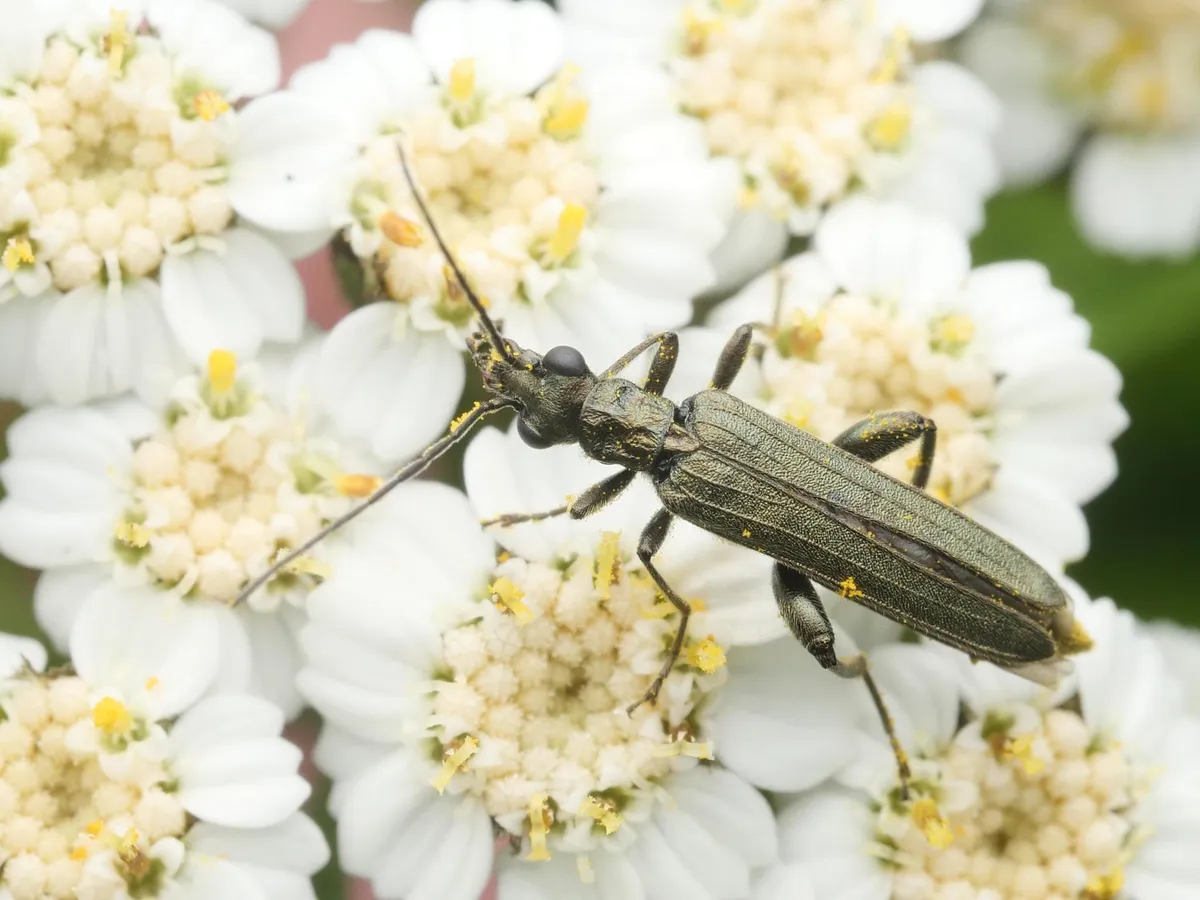 Oedemera virescens - photo 3