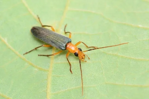 False Blister Beetles - photo 2