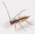 Oedemopsis davisi - Oedemopsis davisi