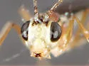 Oedemopsis davisi - photo 3