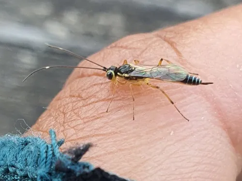 Oedemopsis scabricula