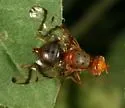 Oedicarena latifrons