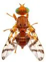 Oedicarena latifrons - photo 2