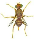 Oedicarena latifrons - photo 4