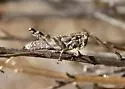 Oedomerus corallipes - Oedomerus corallipes