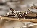 Oedomerus corallipes - photo 2