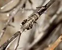 Oedomerus corallipes - photo 3