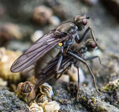 Oedoparena glauca