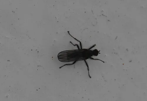 Oedoparena minor
