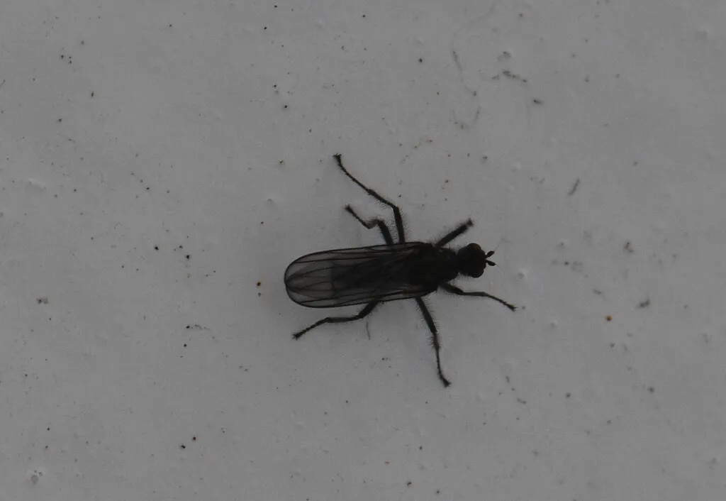 Oedoparena minor - photo 2