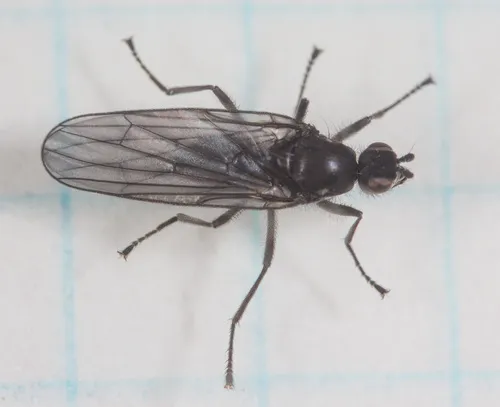 Oedoparena nigrifrons