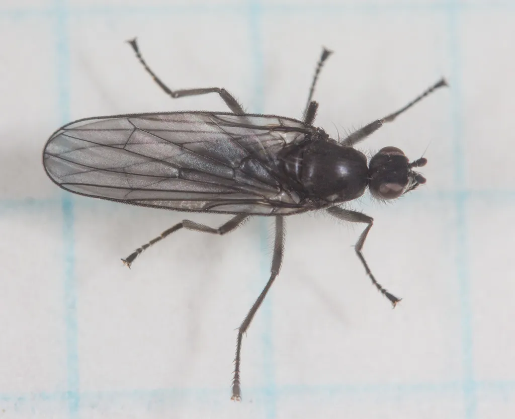 Oedoparena nigrifrons - photo 2