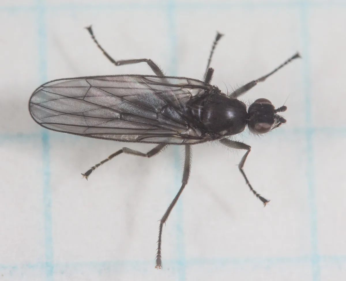 Oedoparena nigrifrons - photo 3