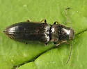 Oedostethus femoralis