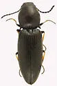 Oedostethus femoralis - photo 2