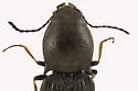 Oedostethus femoralis - photo 3