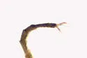 Oedostethus femoralis - photo 4