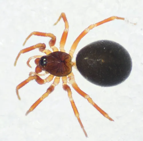 Oedothorax agrestis