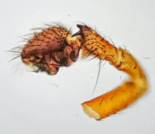 Oedothorax agrestis - photo 3