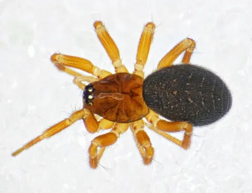 Oedothorax apicatus