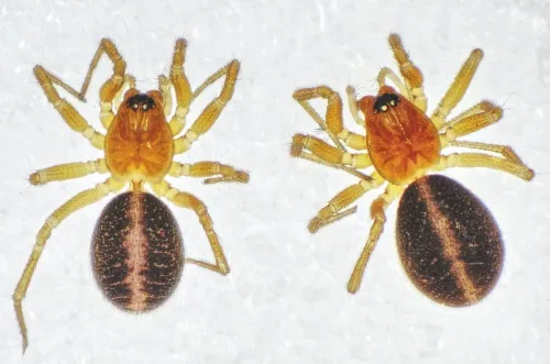 Oedothorax apicatus - photo 2