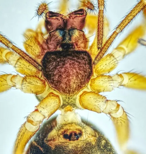 Oedothorax apicatus - photo 3