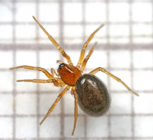 Oedothorax fuscus
