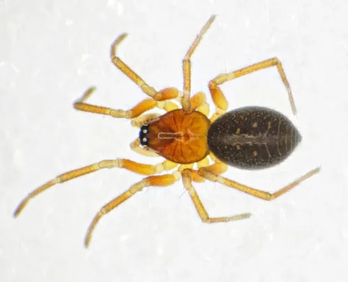 Oedothorax fuscus - photo 2