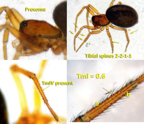 Oedothorax fuscus - photo 3