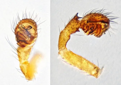 Oedothorax fuscus - photo 4